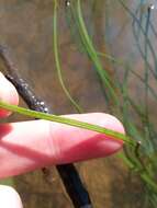 Image of Louisiana Quillwort