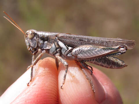 Melanoplus bowditchi canus Hebard 1925 resmi