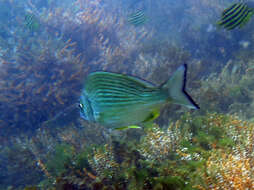 Image of Australian Sea Bream