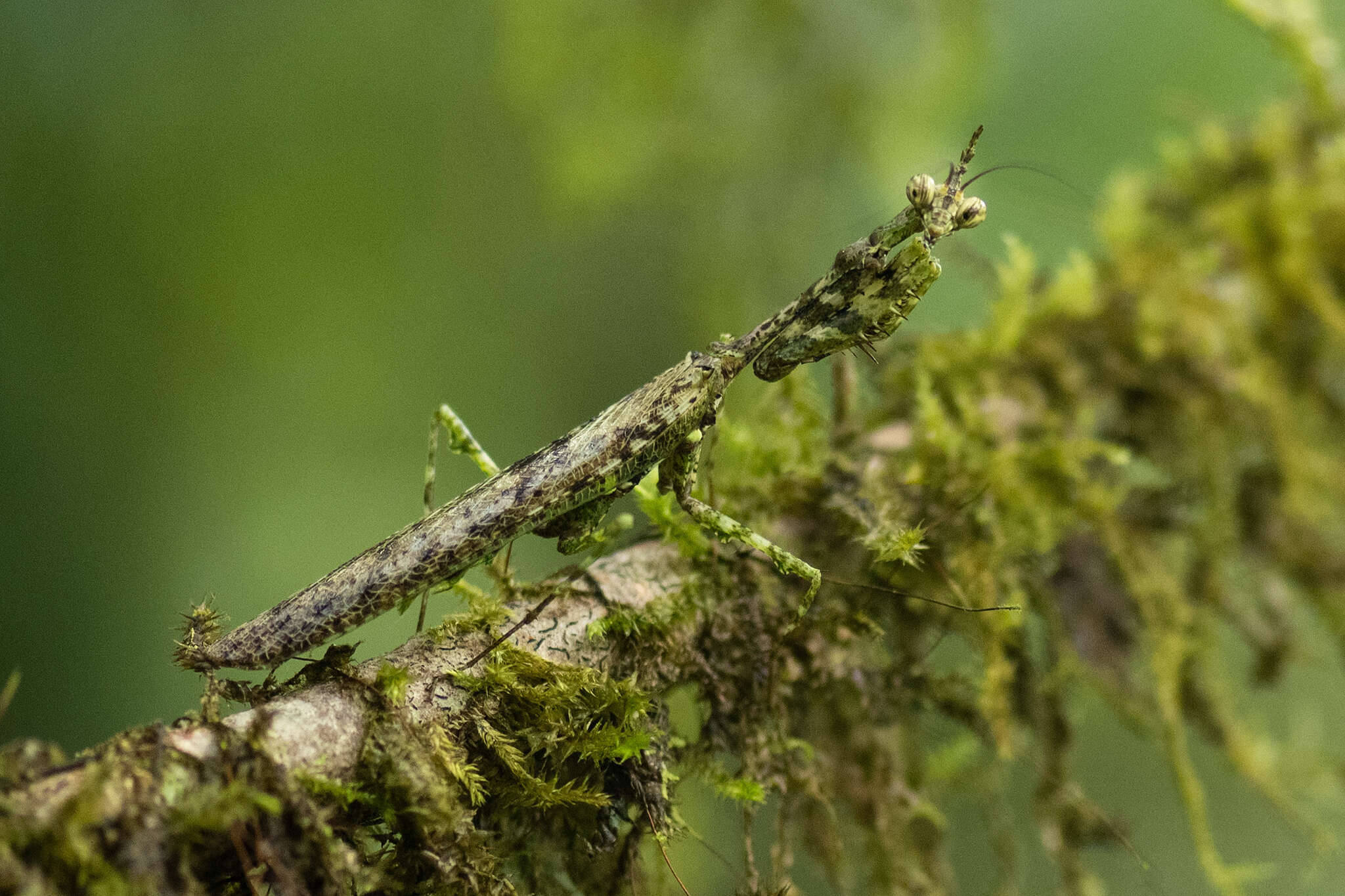 Imagem de Phyllothelys cornutus Zhang 1988