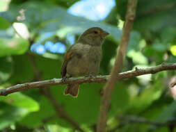 Image of Antillean bullfinches