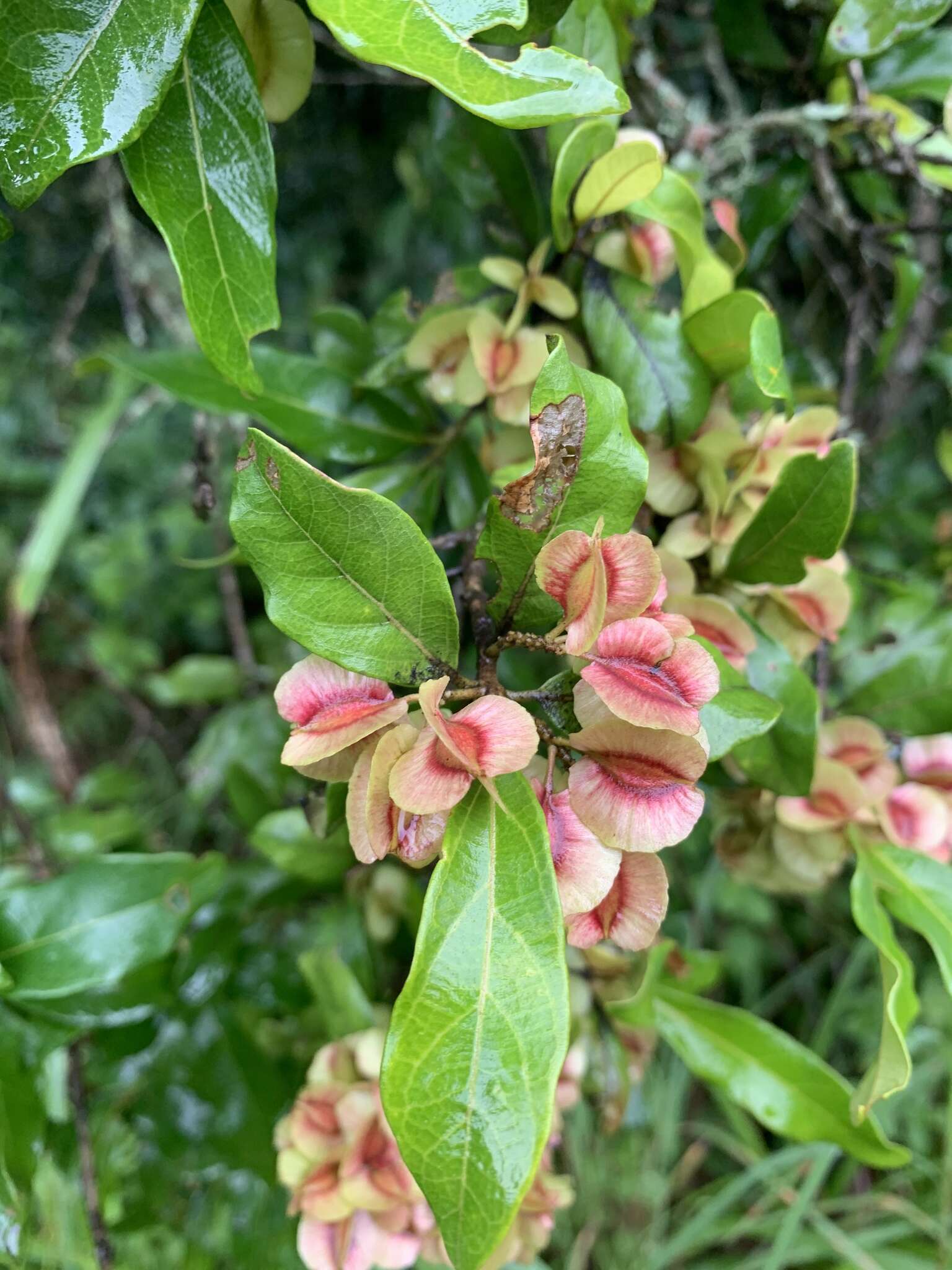 Image de Combretum kraussii Hochst.