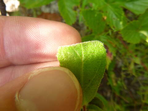 Image of Carolina frostweed