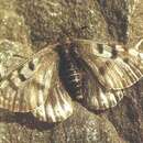 Image of Parnassius arctica (Eisner 1968)