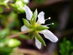 Plancia ëd Moehringia ciliata (Scop.) Dalla Torre