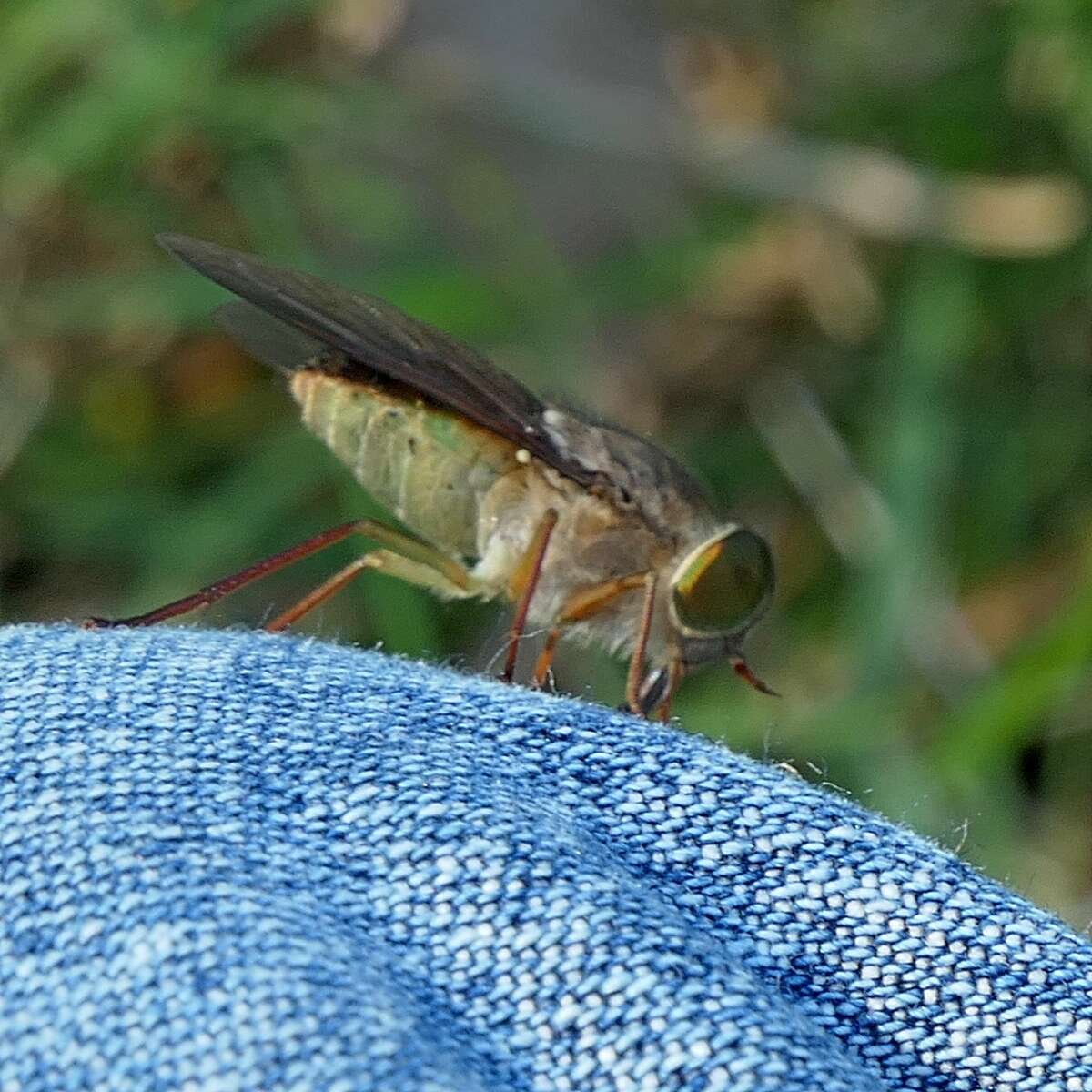 Image of Scaptia similis Mackerras 1960