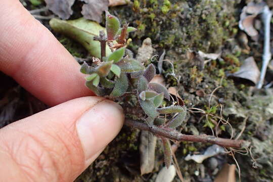 Imagem de Delosperma rogersii (Schoenl. & Berger) L. Bol.