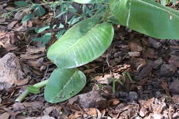 Image of Lemmon's milkweed