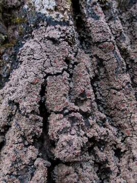 Image of Rimmed shingle lichen