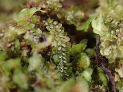 Image of Diplophyllum obtusifolium (Hook.) Dumort.