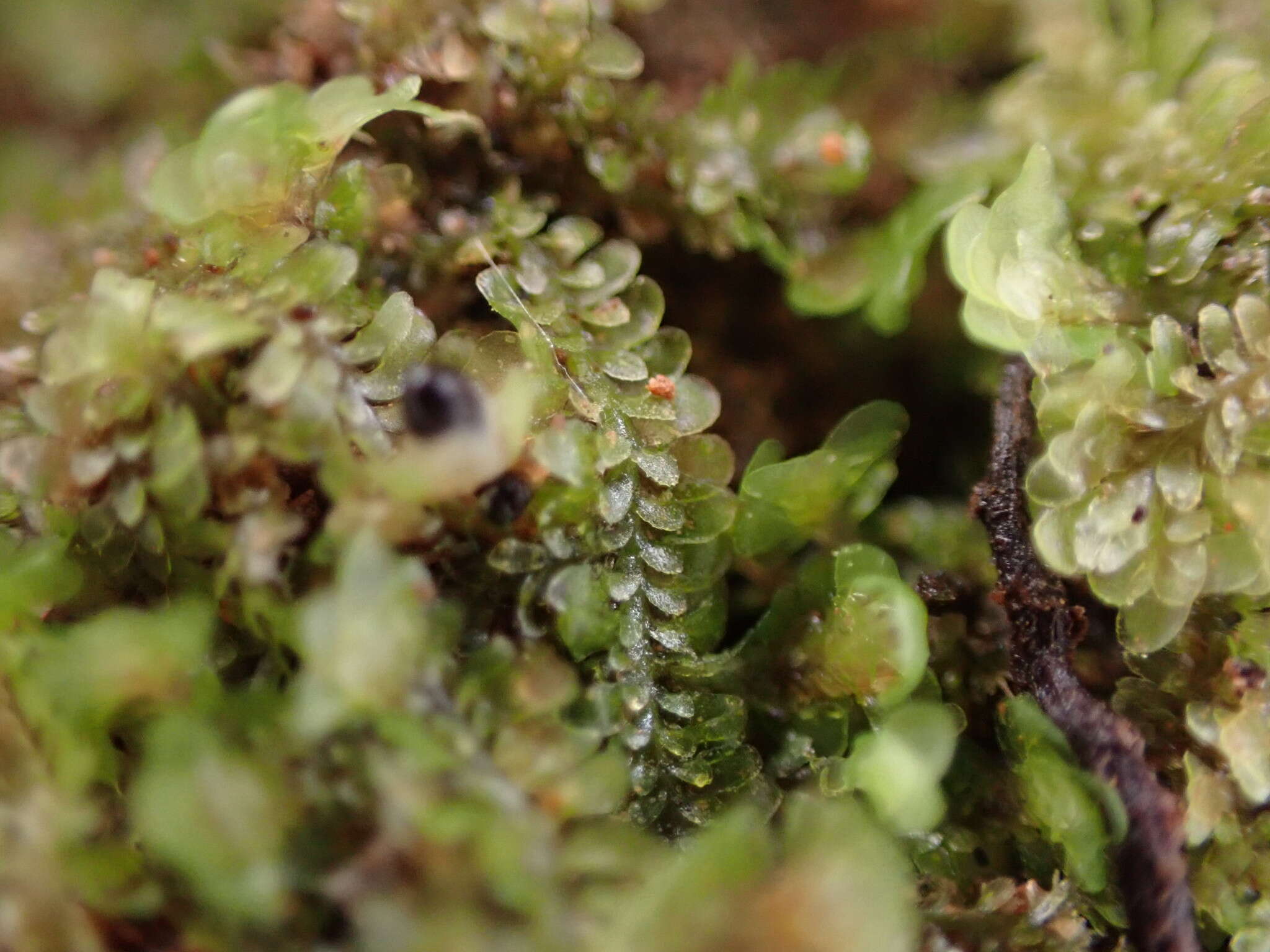 Image of Diplophyllum obtusifolium (Hook.) Dumort.