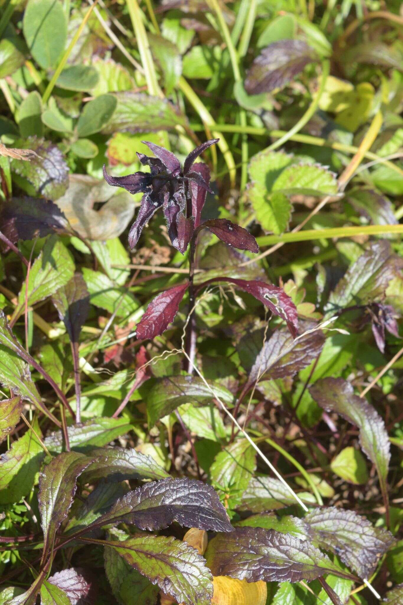 Image of hairyflower bellflower