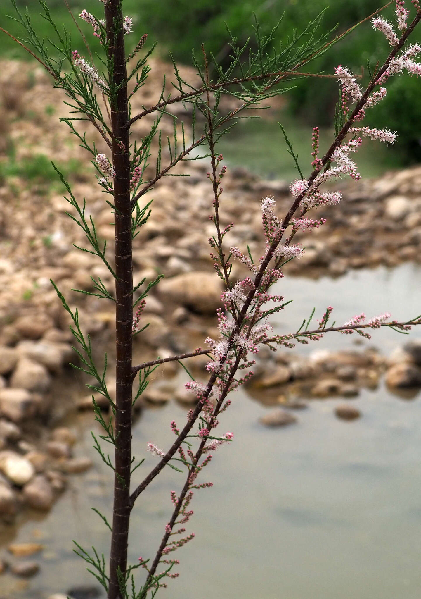 Image of Nile tamarisk