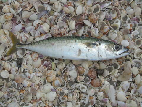 Image of Pacific Chub Mackerel