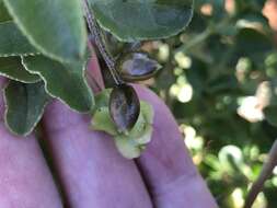 صورة Eremophila serrulata (A. DC.) Druce