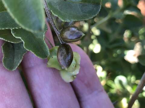 Image of Eremophila serrulata (A. DC.) Druce