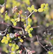 Imagem de Drosanthemum globosum L. Bol.