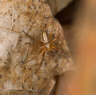 Image of Araneus pratensis (Emerton 1884)