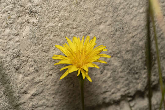 Image of Hyoseris radiata L.