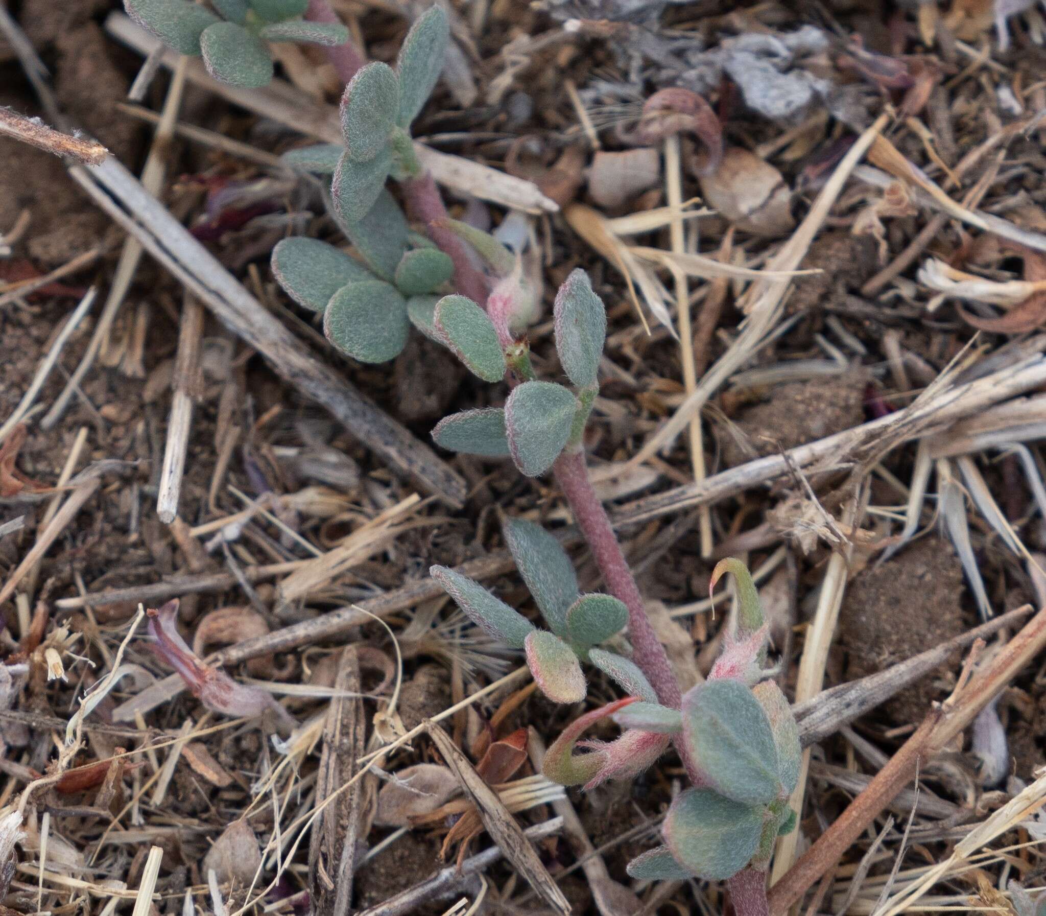 Acmispon decumbens var. decumbens的圖片