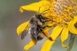 Image of Habropoda cineraria (Smith 1879)