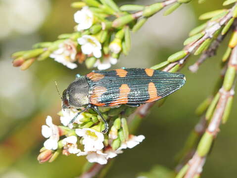 Image of Castiarina helmsi (Carter 1906)