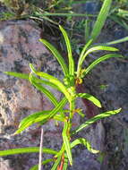 Image of Searsia rosmarinifolia (Vahl) F. A. Barkley