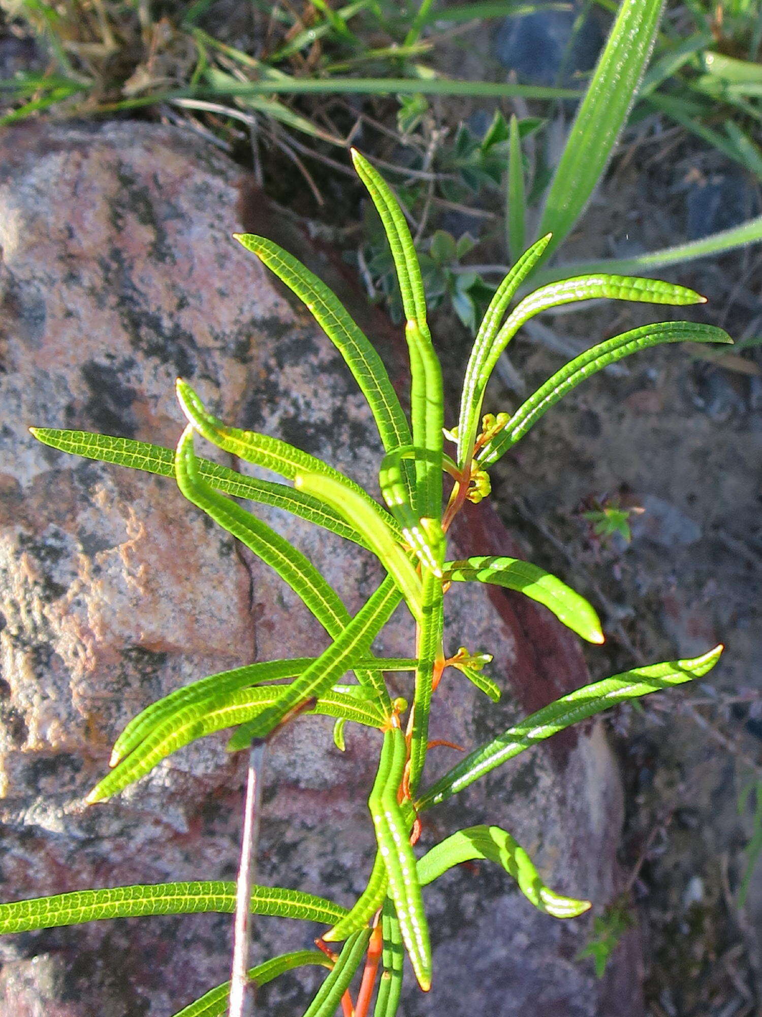 Image of Searsia rosmarinifolia (Vahl) F. A. Barkley