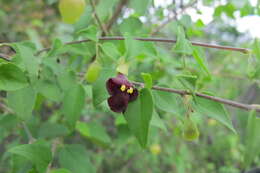 Image of Tinnea rhodesiana S. Moore