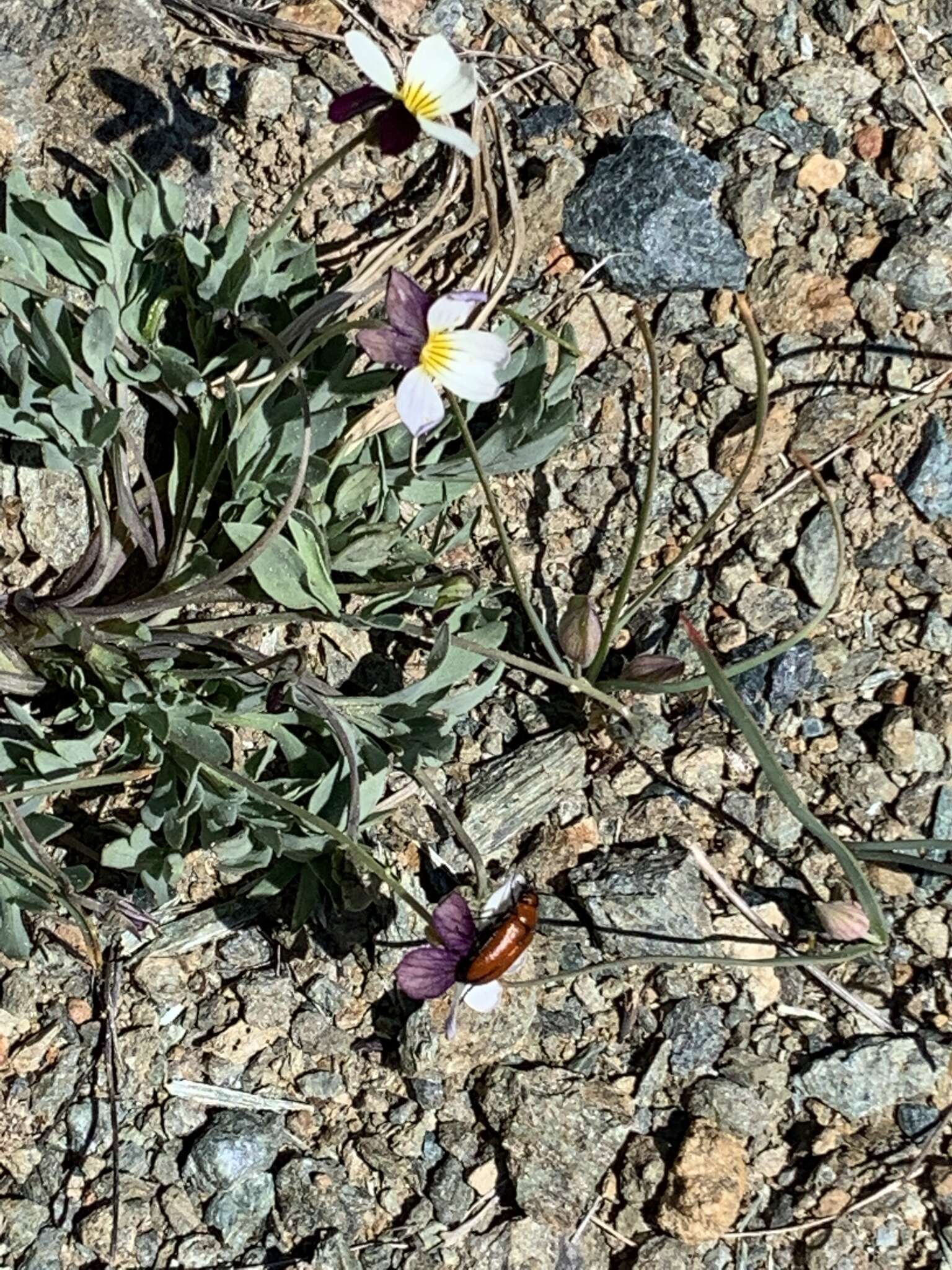 Image of Oregon violet