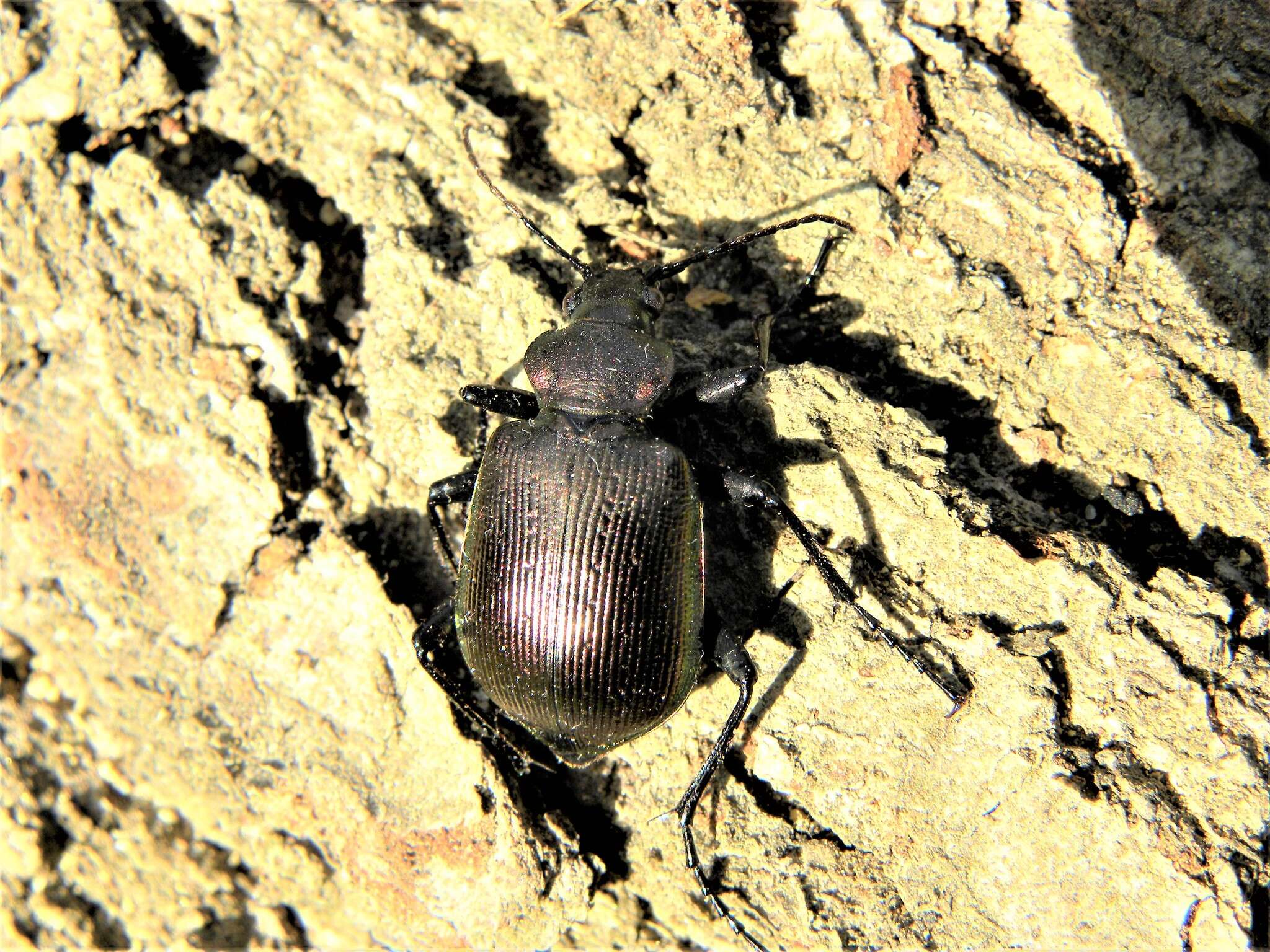 Image of Calosoma (Calosoma) inquisitor (Linnaeus 1758)