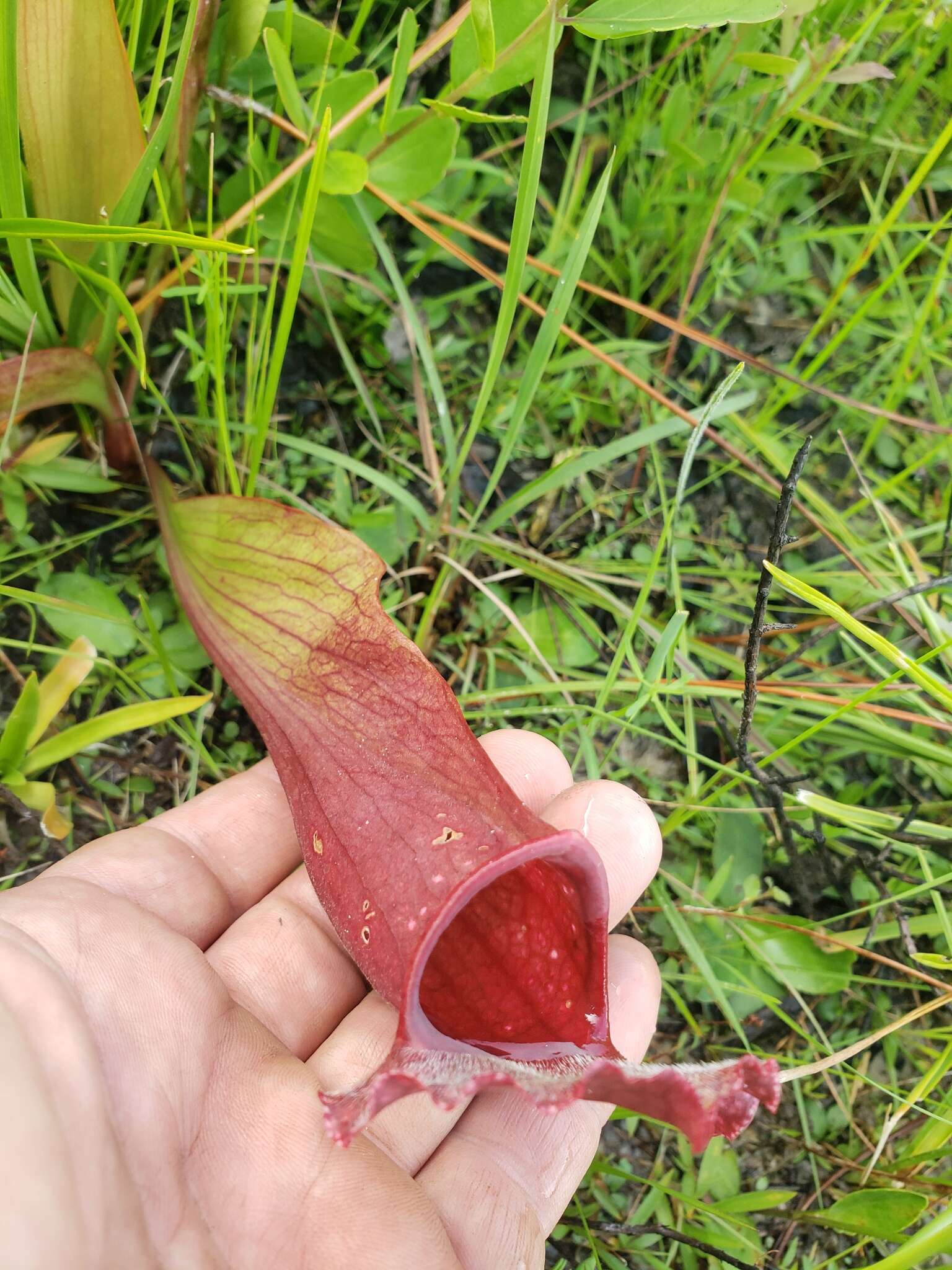 Image of pitcherplant