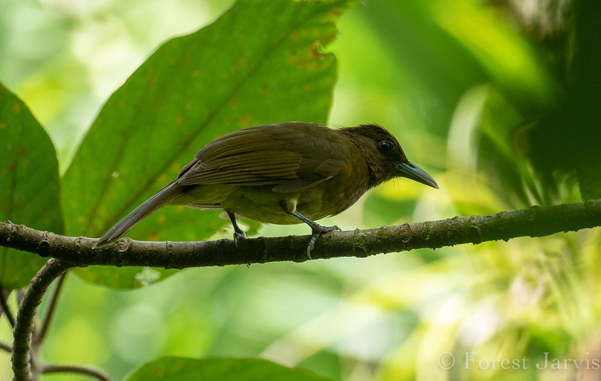 Image of Yellowish Bulbul