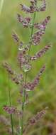 Image of Urochloa serrata