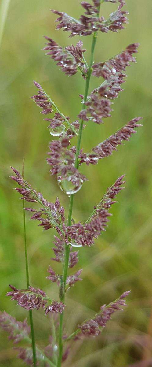 Image of Urochloa serrata