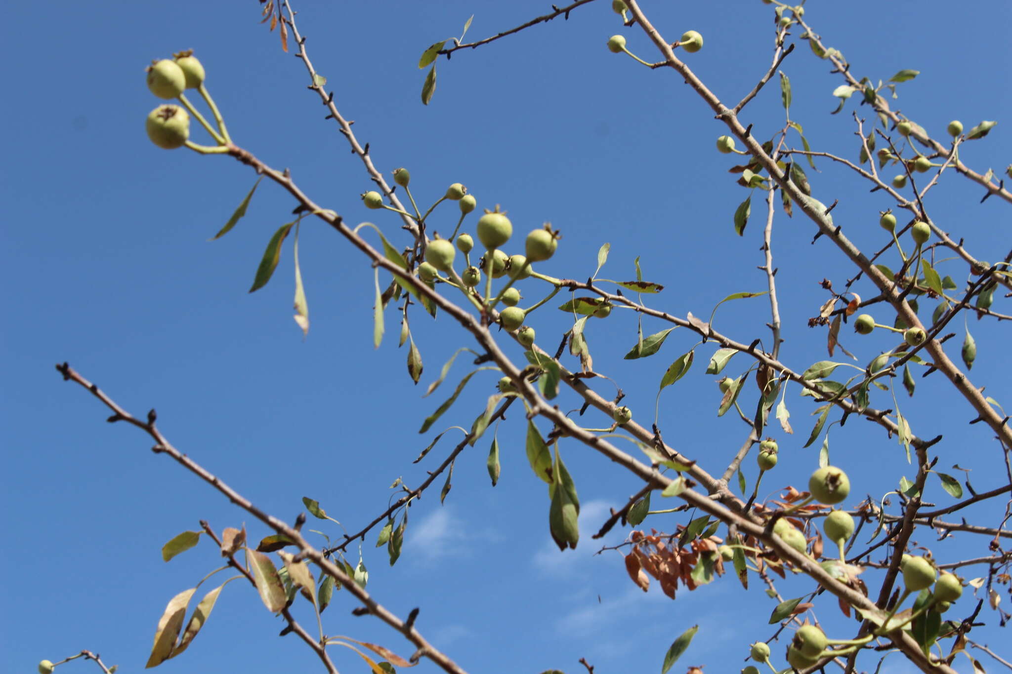 Image of Pyrus syriaca Boiss.