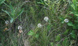 Image of Cynanchum rostellatum (Turcz.) Liede & Khanum