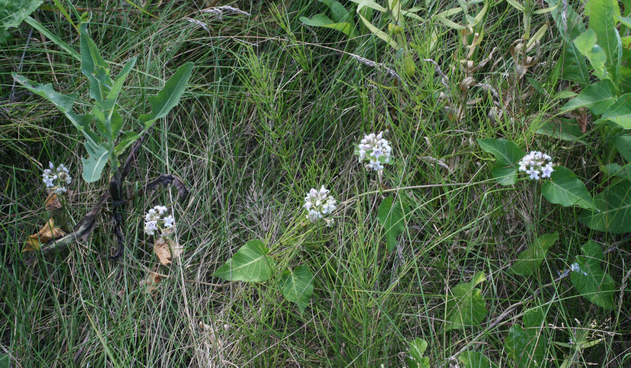 Image of Cynanchum rostellatum (Turcz.) Liede & Khanum