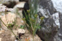 Imagem de Carum meifolium (M. Bieb.) Boiss.