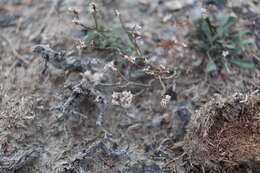 Image de Limonium michelsonii Lincz.