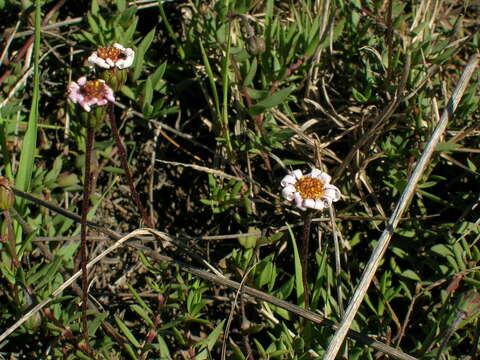 Image of Felicia nigrescens Grau