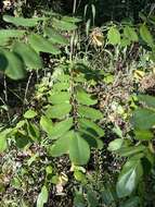 Image of shining false indigo