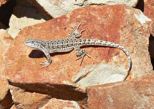 صورة Liolaemus boulengeri Koslowsky 1898