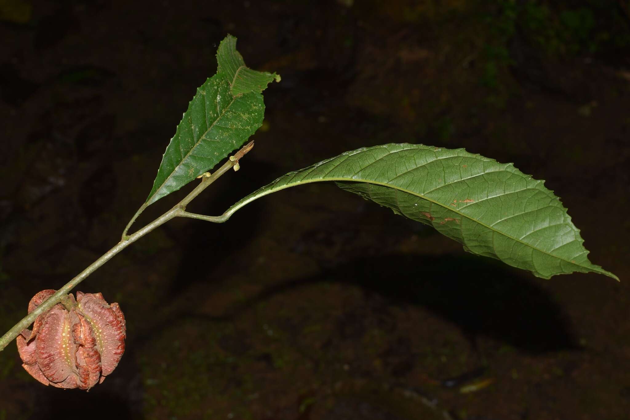 Imagem de Carpotroche platyptera Pittier