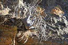 Imagem de Pachypodium gracilius (H. Perrier) S. H. Y. V. Rapanarivo