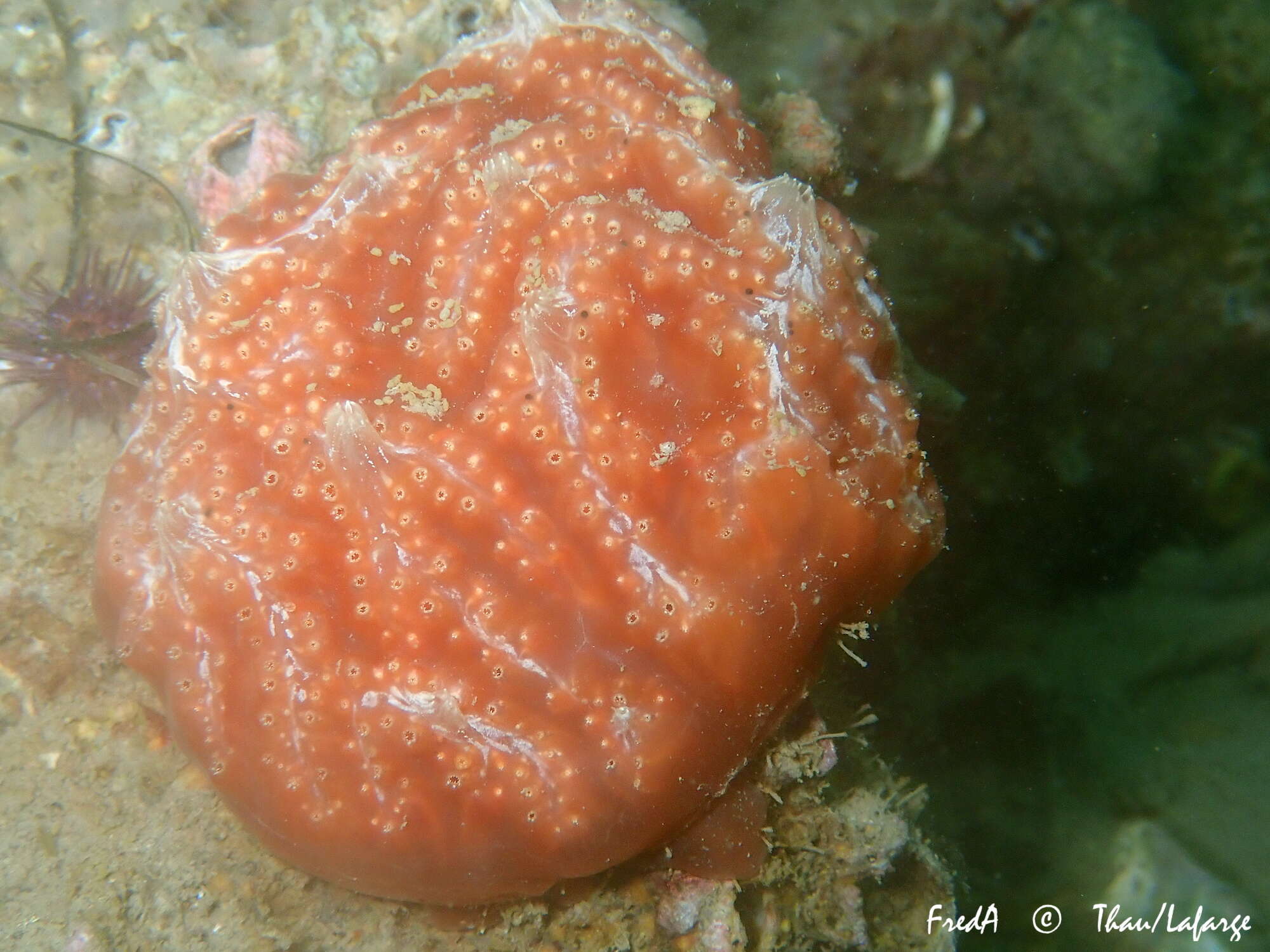 Image of Aplidium nordmanni (Milne Edwards 1841)