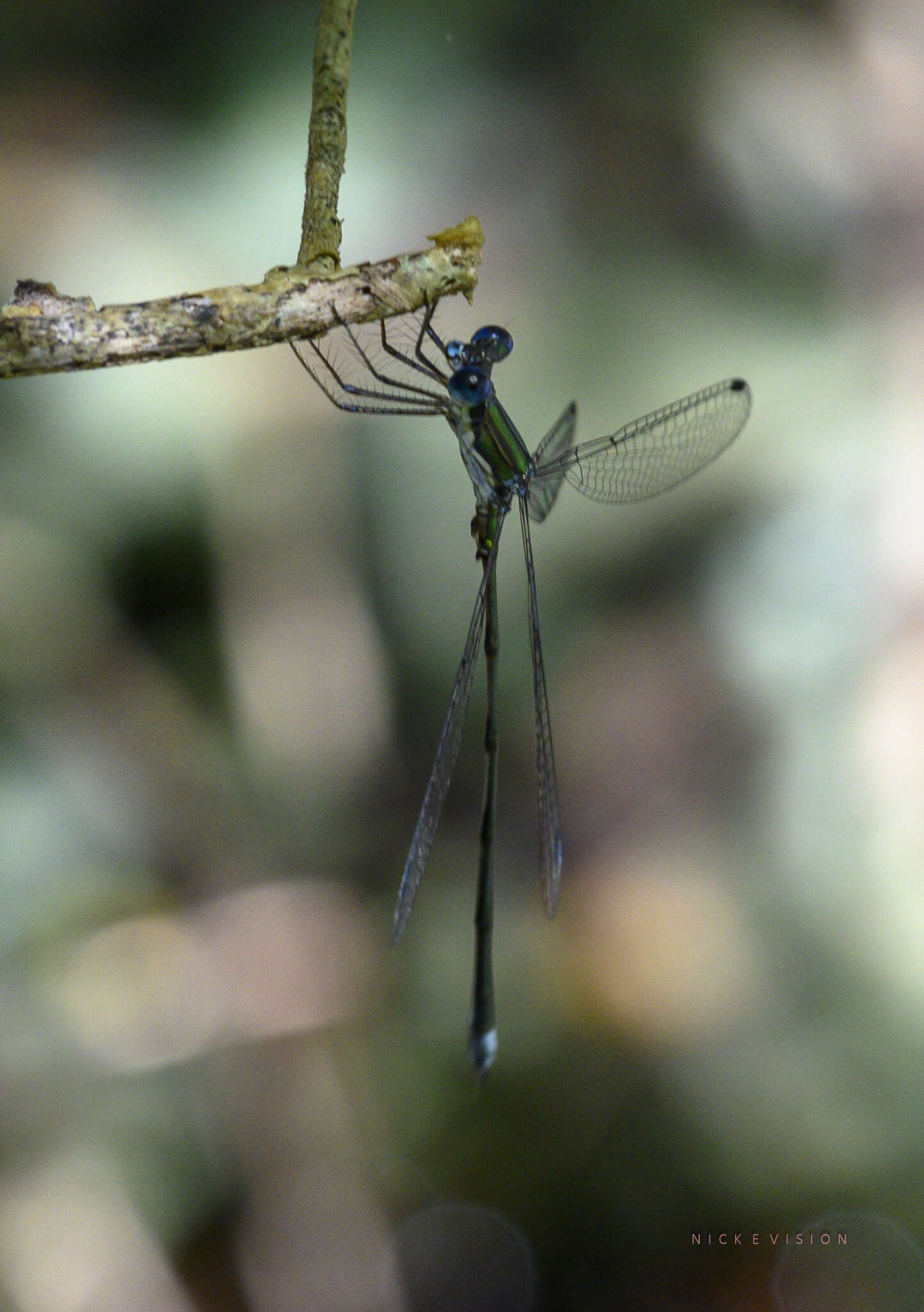 Image of Lestes spumarius Hagen ex Selys 1862