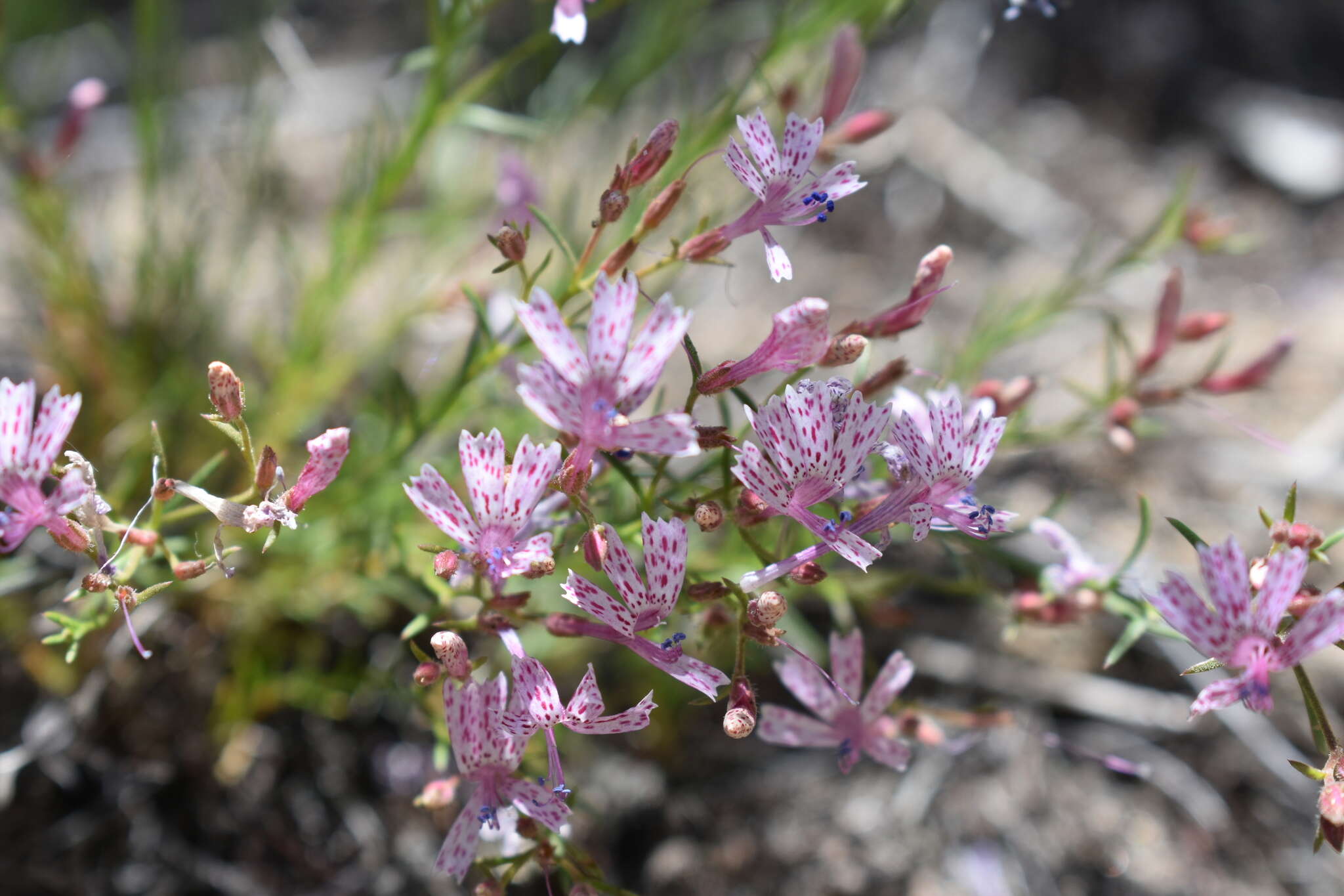 Plancia ëd Ipomopsis guttata (A. Gray) R. Moran