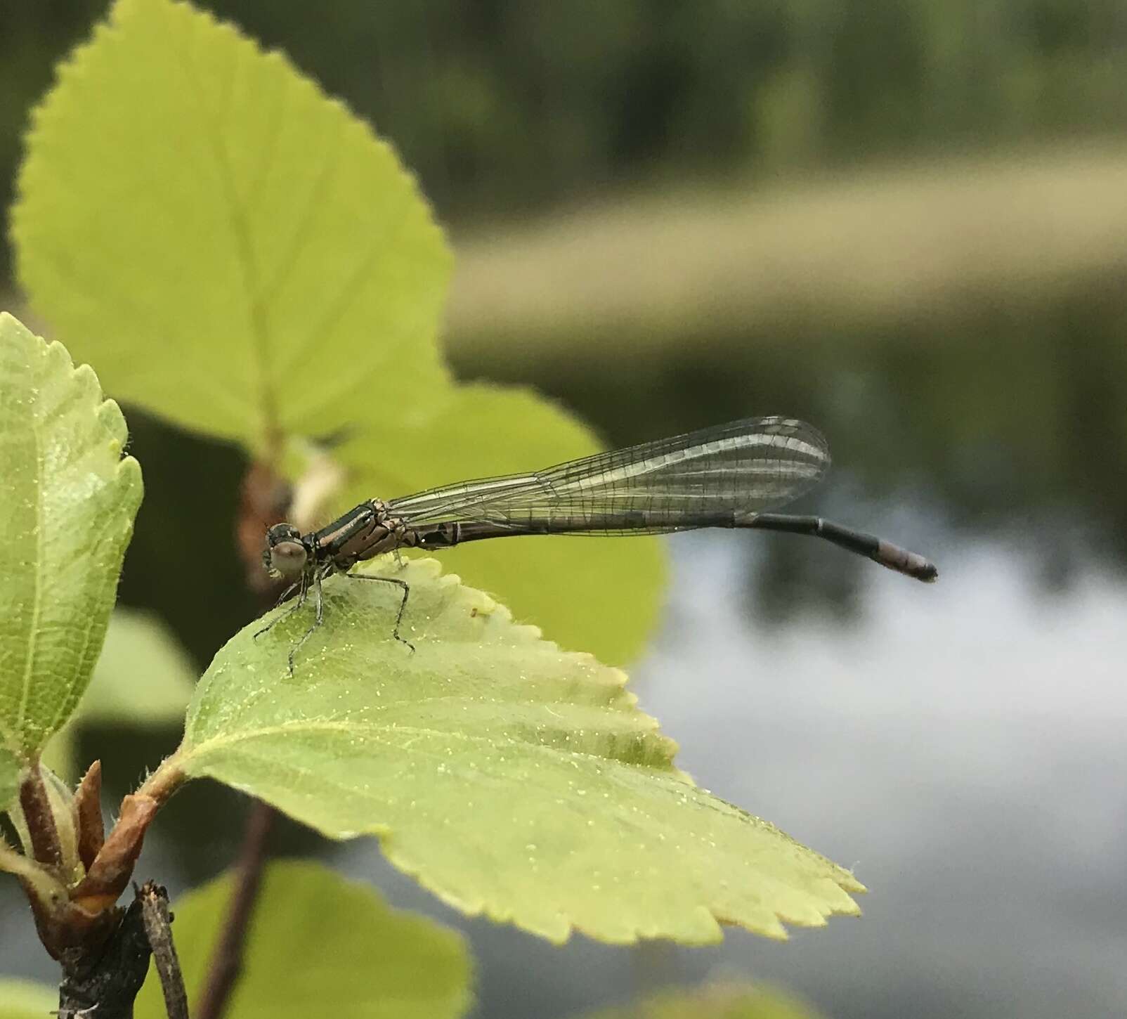 Plancia ëd Coenagrion johanssoni (Wallengren 1894)