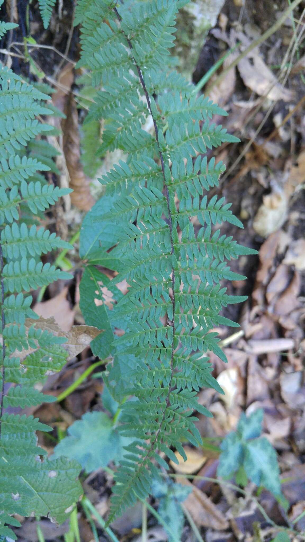 Image of Myriopteris microphylla (Sw.) Grusz & Windham